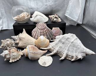 63 SeashellCollectionwGlassBowlLargeCoastalDecorLot