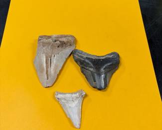 25 million-year-old megalodon sharks teeth