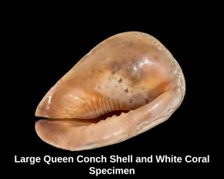 Large Queen Conch Shell and White Coral Specimen second image
