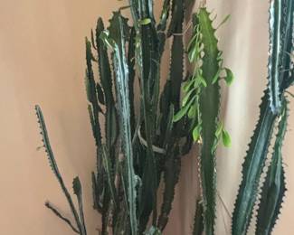 African Milk Tree Cactus Euphorbia trigona second image