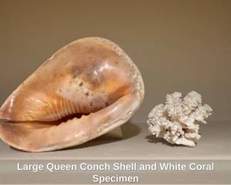 Large Queen Conch Shell and White Coral Specimen