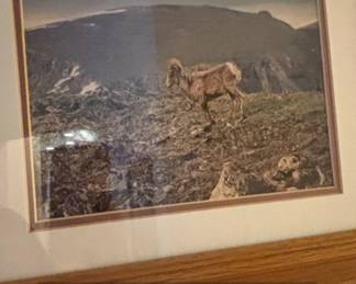 Collection of Framed Wildlife and Landscape Photographs second image