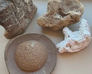 Assorted Fossilized Coral Collection second image