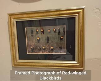 Framed Photograph of Redwinged Blackbirds