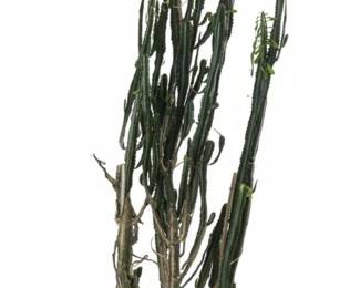 African Milk Tree Cactus Euphorbia trigona