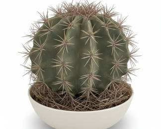 Ferocactus glaucescens Blue Barrel Cactus with Decorative Figurine