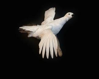 Taxidermy Ptarmigan Mount