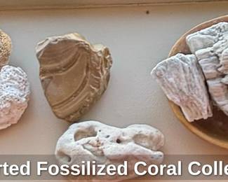 Assorted Fossilized Coral Collection