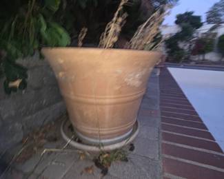 Terra Cotta planter - JUMBO size! w plant $75