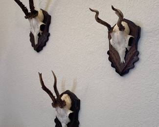 Black Forest German antler mount