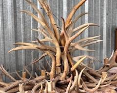 antler chandelier