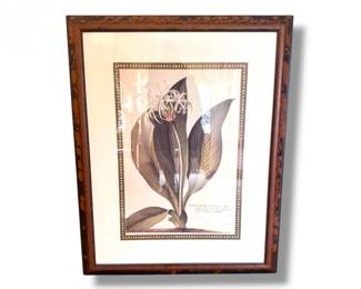 43 GDEhretFramedBotanicalPrintPancratiumAmericanumLarge