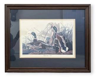 Framed Print of Mallard Duck by John James Audubon 806 2000 31.5W x 27.75H
