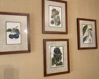 Some of the many botanical prints