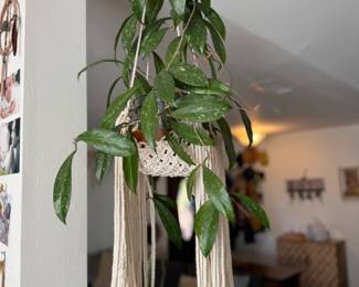 plants and macrame plant hangers