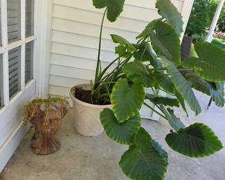 Concrete Bust planter & plant in container 