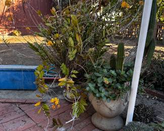 Large pot with even larger plants