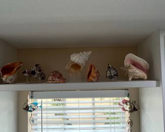 Assorted Seashell Collection