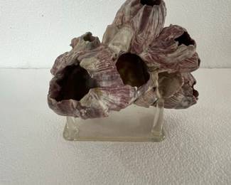 Natural Purple Acorn Barnacle Cluster on Acrylic Stand