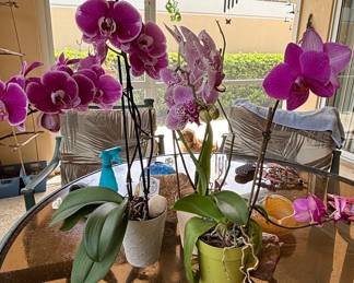 Phalaenopsis Orchid Plants