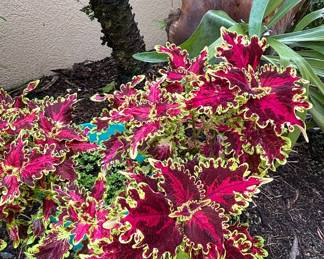 Coleus 'Wizard Scarlet' Plant