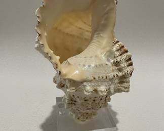 Giant Frog Shell (Bursa Bubo)