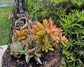 Hanging Succulent Planter with Sedum Nussbaumerianum 'Firestorm' and Sedum Adolphi