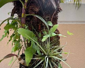 Dendrobium Orchid and Tillandsia Air Plant Arrangement on Palm Trunk