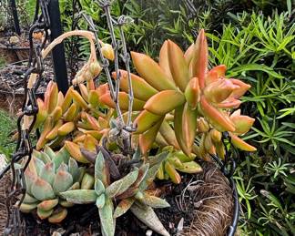 Hanging Sedum 'Firestorm' and Echeveria Arrangement