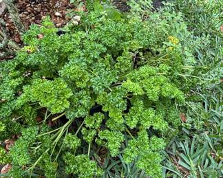 Triple Curled Parsley Plant