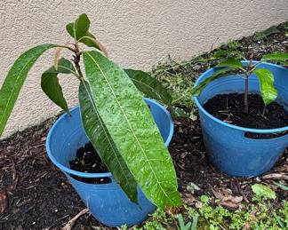 Grafted Mango Tree Saplings