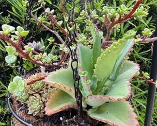 Hanging Succulent Planter with Mother of Thousands and Jade Plant