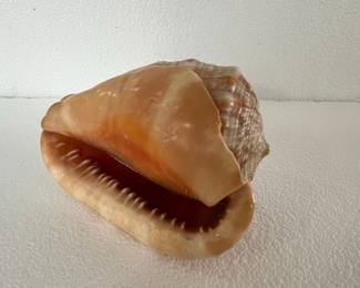 Bullmouth Helmet Seashell (Cassis rufa)