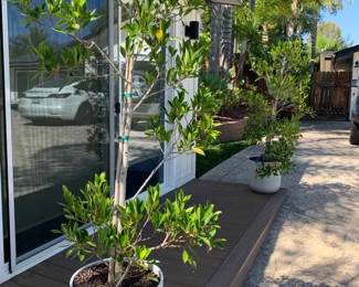 KE181Two Live Potted Shrubs