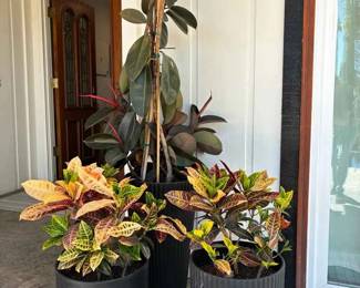 KE184Pots And Plants