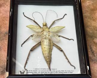 Framed Insect Taxidermy