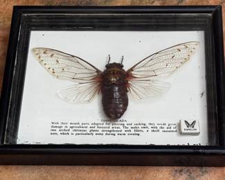 Framed Giant Cicada