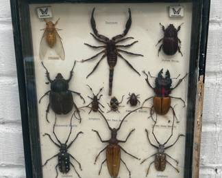 Framed Insect Taxidermy
