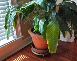 Giant Living Peace Lily