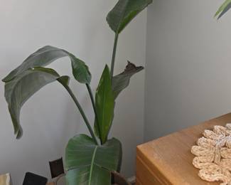Banana plant