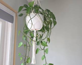 Pathos Plant