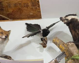 German Magpie