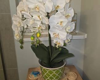 Orchid