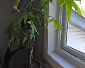 Money tree