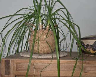 Spider Plant
