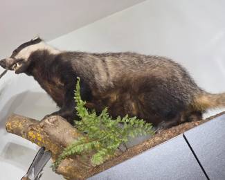 Badger