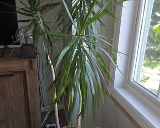 Tropical Plant