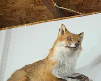 Red Fox
