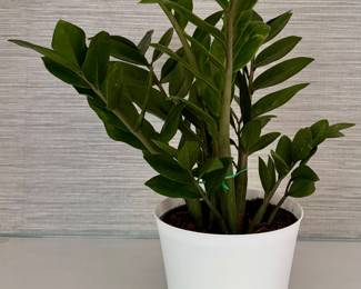 House Plant