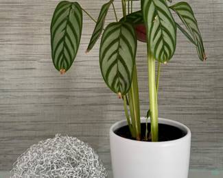 Decorative Orb & House Plant